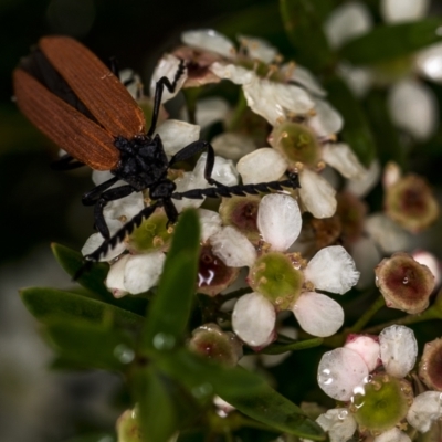 Porrostoma rhipidium (Long-nosed Lycid (Net-winged) beetle) at Holt, ACT - 11 Jan 2022 by Margo
