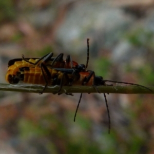 Chauliognathus tricolor at Boro, NSW - 11 Jan 2022