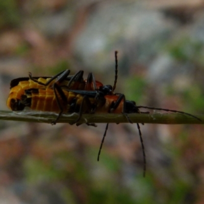 Chauliognathus tricolor (Tricolor soldier beetle) at QPRC LGA - 11 Jan 2022 by Paul4K