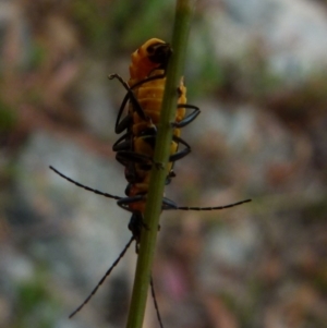 Chauliognathus tricolor at Boro, NSW - 11 Jan 2022