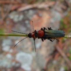 Chauliognathus tricolor at Boro, NSW - suppressed