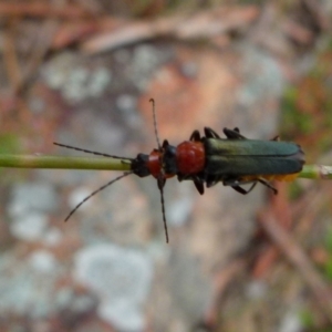 Chauliognathus tricolor at Boro, NSW - 11 Jan 2022