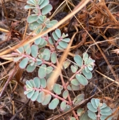 Euphorbia dallachyana (Mat Spurge, Caustic Weed) at Fentons Creek, VIC - 11 Jan 2022 by KL