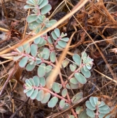 Euphorbia dallachyana (Mat Spurge, Caustic Weed) at Fentons Creek, VIC - 10 Jan 2022 by KL