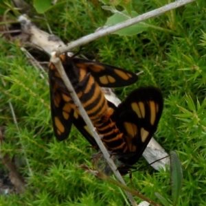 Amata (genus) at Boro, NSW - suppressed