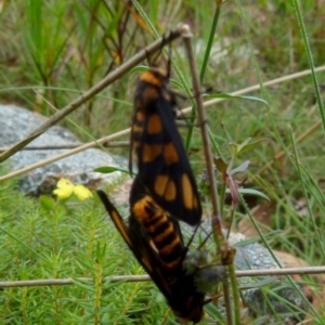 Amata (genus) at Boro, NSW - suppressed