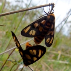 Amata (genus) at Boro, NSW - 11 Jan 2022