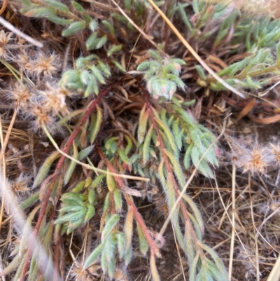 Maireana enchylaenoides (Wingless Fissure-plant) at Suttons Dam - 11 Jan 2022 by KL