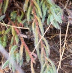 Maireana enchylaenoides at suppressed - suppressed