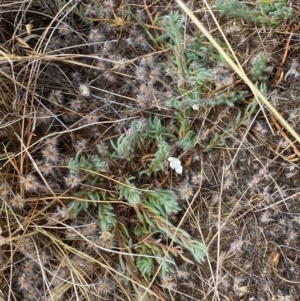Maireana enchylaenoides at suppressed - suppressed