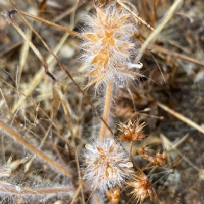 Trifolium arvense var. arvense at Fentons Creek, VIC - 10 Jan 2022 by KL