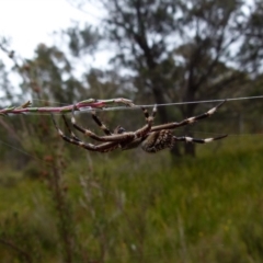 Backobourkia sp. (genus) (An orb weaver) at Boro - 11 Jan 2022 by Paul4K