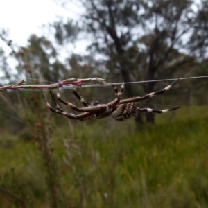 Backobourkia sp. (genus) at Boro, NSW - 11 Jan 2022