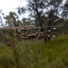 Backobourkia sp. (genus) (An orb weaver) at Boro, NSW - 11 Jan 2022 by Paul4K