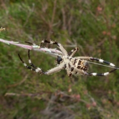 Backobourkia sp. (genus) at Boro, NSW - suppressed