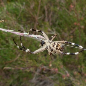 Backobourkia sp. (genus) at Boro, NSW - suppressed