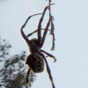 Backobourkia sp. (genus) at Boro, NSW - 11 Jan 2022
