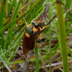 Perga sp. (genus) (Sawfly or Spitfire) at Boro - 11 Jan 2022 by Paul4K