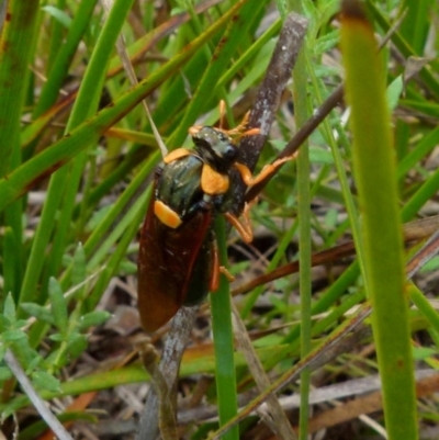 Perga sp. (genus) (Sawfly or Spitfire) at Boro, NSW - 11 Jan 2022 by Paul4K