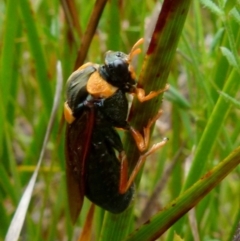 Perga sp. (genus) at Boro, NSW - suppressed