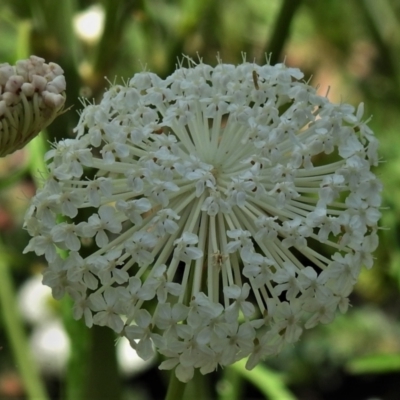 Trachymene composita var. composita at Tennent, ACT - 10 Jan 2022 by JohnBundock