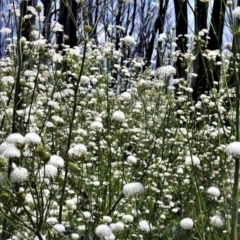 Trachymene composita var. composita at Tennent, ACT - 10 Jan 2022