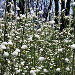 Trachymene composita var. composita at Tennent, ACT - 10 Jan 2022