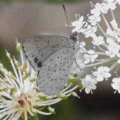 Erina hyacinthina (Varied Dusky-blue) at Tennent, ACT - 10 Jan 2022 by JohnBundock