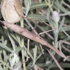 Archimantis sp. (genus) (Large Brown Mantis) at Higgins, ACT - 11 Jan 2022 by AlisonMilton