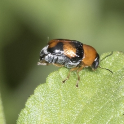 Aporocera sp. (genus) (Unidentified Aporocera leaf beetle) at Higgins, ACT - 9 Jan 2022 by AlisonMilton