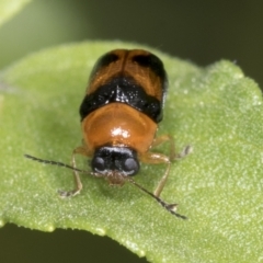 Aporocera sp. (genus) at Higgins, ACT - 9 Jan 2022