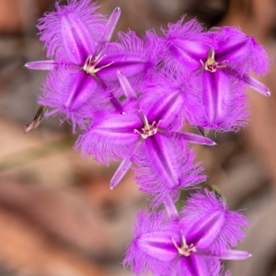 Thysanotus tuberosus (Common Fringe-lily) at Wingecarribee Local Government Area - 28 Dec 2021 by Aussiegall