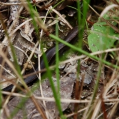 Lampropholis delicata (Delicate Skink) at Broulee Moruya Nature Observation Area - 11 Jan 2022 by LisaH