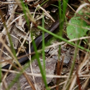 Lampropholis delicata at Moruya, NSW - suppressed