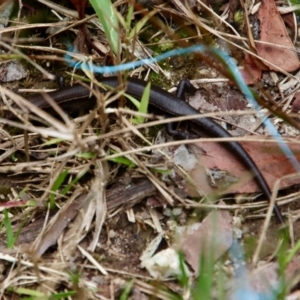 Lampropholis delicata at Moruya, NSW - suppressed