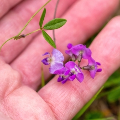 Glycine microphylla (Small-leaf Glycine) at Wingecarribee Local Government Area - 28 Dec 2021 by Aussiegall