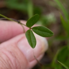 Glycine microphylla at Penrose, NSW - 28 Dec 2021