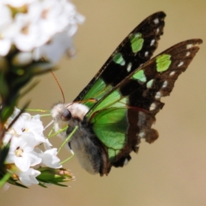 Graphium macleayanum at Cotter River, ACT - 31 Dec 2021