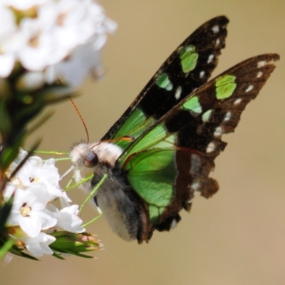 Graphium macleayanum (Macleay's Swallowtail) at Cotter River, ACT - 30 Dec 2021 by Harrisi