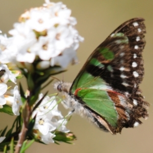 Graphium macleayanum at Cotter River, ACT - 31 Dec 2021