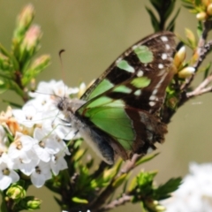 Graphium macleayanum at Cotter River, ACT - 31 Dec 2021