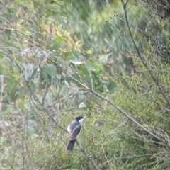 Myiagra inquieta (Restless Flycatcher) at Table Top, NSW - 10 Jan 2022 by Darcy