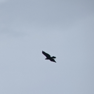 Aquila audax at Table Top, NSW - 11 Jan 2022 12:18 PM