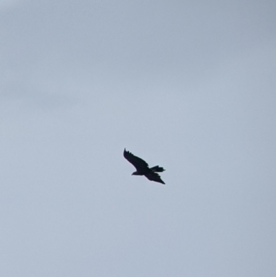 Aquila audax (Wedge-tailed Eagle) at Budginigi - 11 Jan 2022 by Darcy