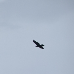 Aquila audax (Wedge-tailed Eagle) at Table Top, NSW - 11 Jan 2022 by Darcy