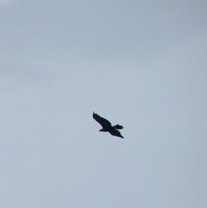 Aquila audax at Table Top, NSW - 11 Jan 2022