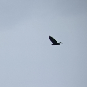 Aquila audax at Table Top, NSW - 11 Jan 2022 12:18 PM