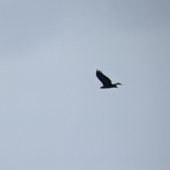 Aquila audax at Table Top, NSW - 11 Jan 2022