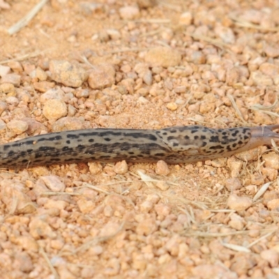 Limax maximus (Leopard Slug, Great Grey Slug) at Fyshwick, ACT - 11 Jan 2022 by Harrisi