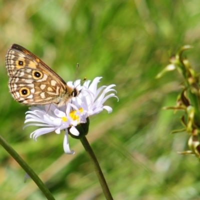 Oreixenica orichora (Spotted Alpine Xenica) at Cotter River, ACT - 31 Dec 2021 by Harrisi